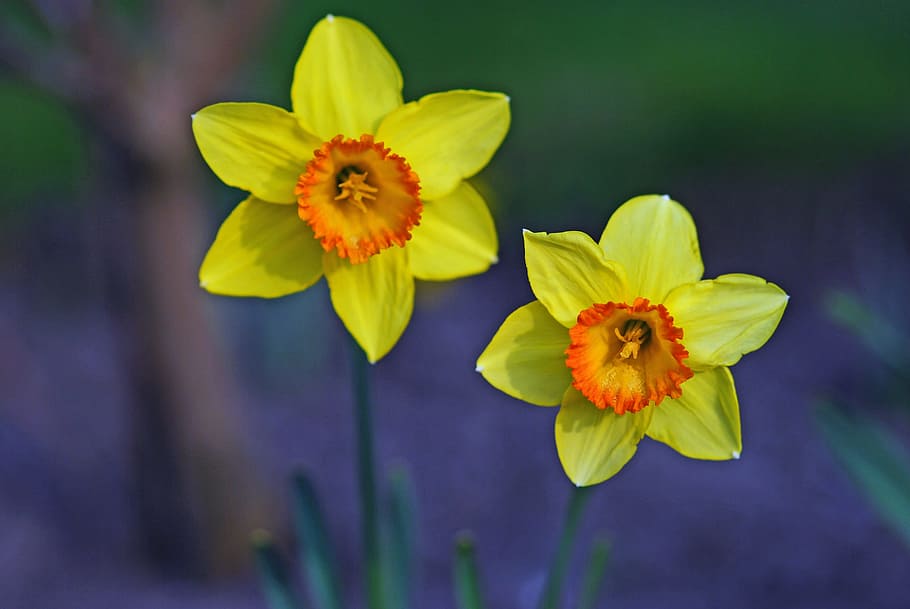 two yellow-and-orange petaled flowers, daffodil, blossom, bloom HD wallpaper