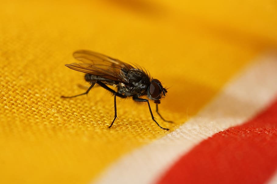fly, animal, break, insect, macro, close-up, nature, invertebrate HD wallpaper