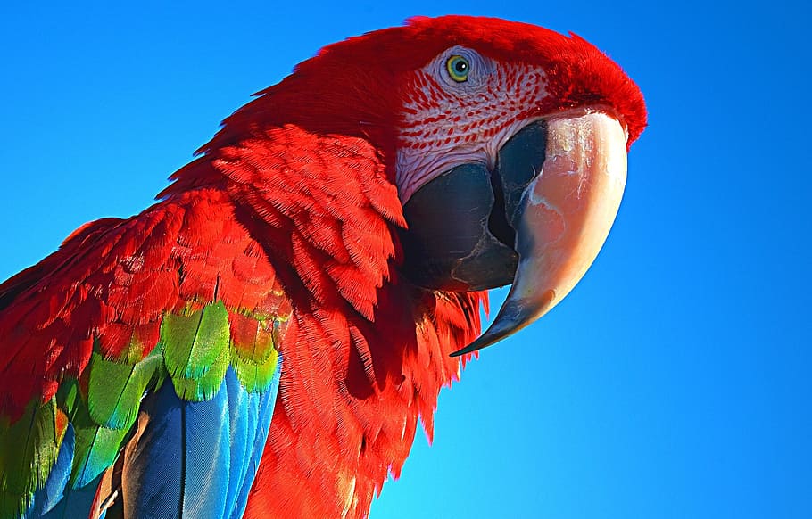 closeup photography of scarlet macaw, parrot, bird, pet, ara, HD wallpaper