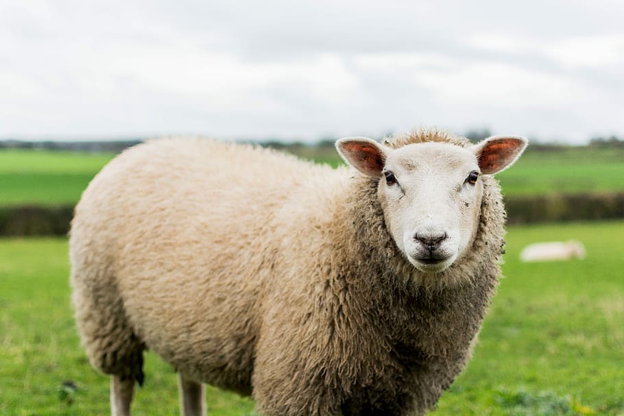 close up photography of sheep in grass field, brown sheep standing on green grass field HD wallpaper
