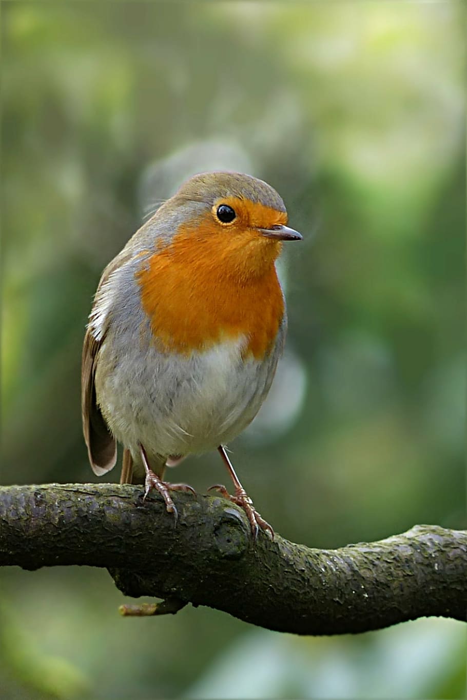 orange and brown bird photo, robin, erithacus rubecula, branch HD wallpaper