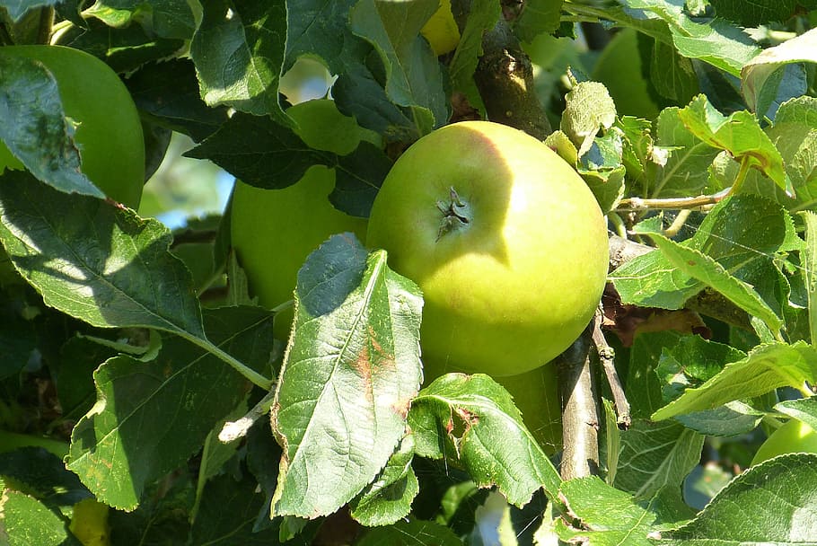 tree, apple, apple tree, autumn, green apple, fruit, healthy eating HD wallpaper