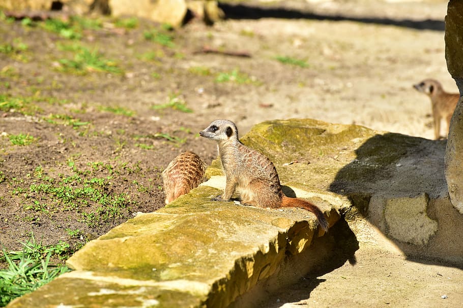 Compare the meerkat? Meerkats watch rivals' growth and eat to compete |  Science | The Guardian