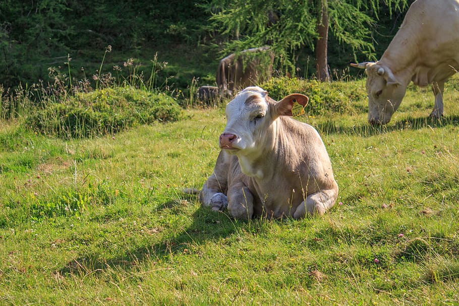 cattle, cows, alm, animal, pasture, milk cow, agriculture, livestock HD wallpaper