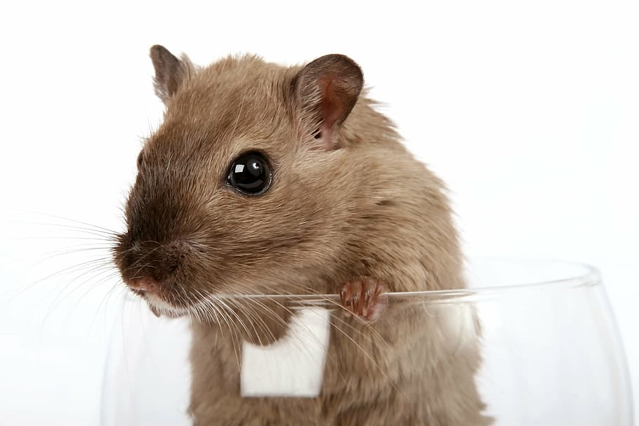 brown mouse on glass bowl, animal, attractive, beautiful, close