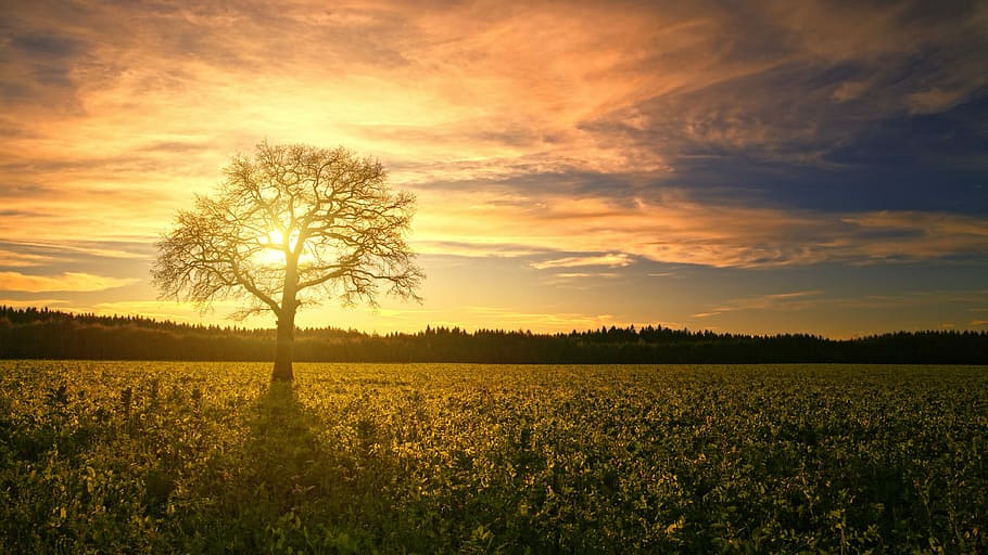 bare tree in the middle of sunflower field, sunset, dawn, panorama HD wallpaper