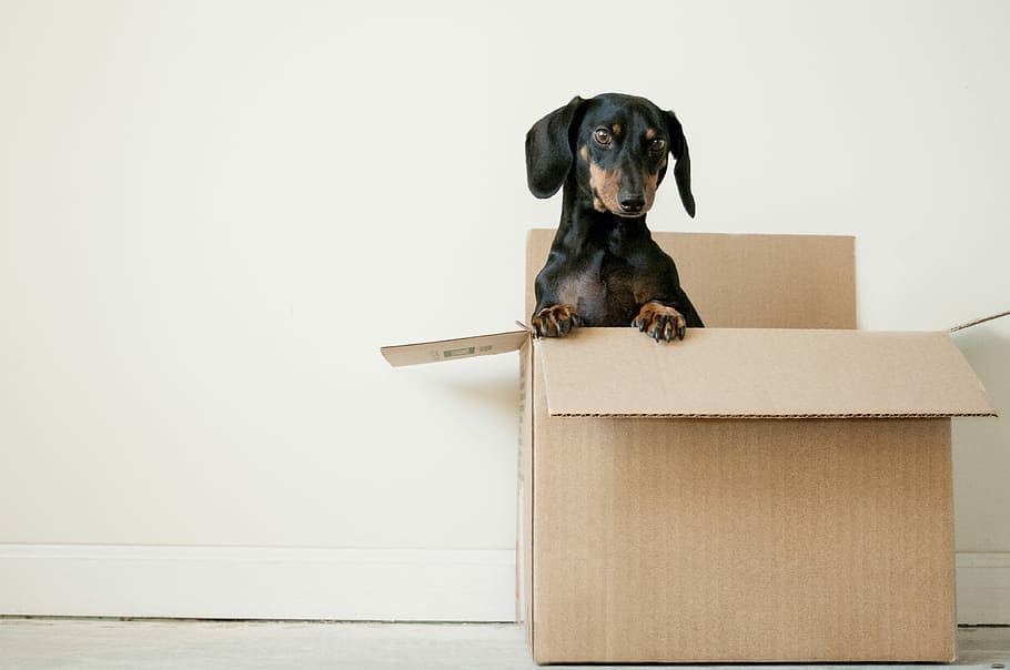 black and brown Dachshund standing in box, adult mahogany dachshund on box, HD wallpaper