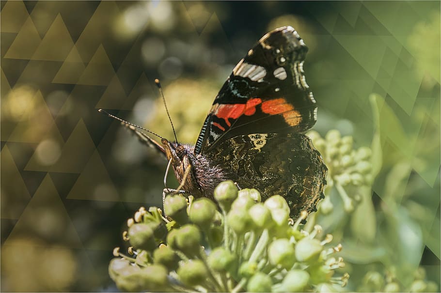 butterfly, insect, macro, nature, animal themes, animal wildlife HD wallpaper