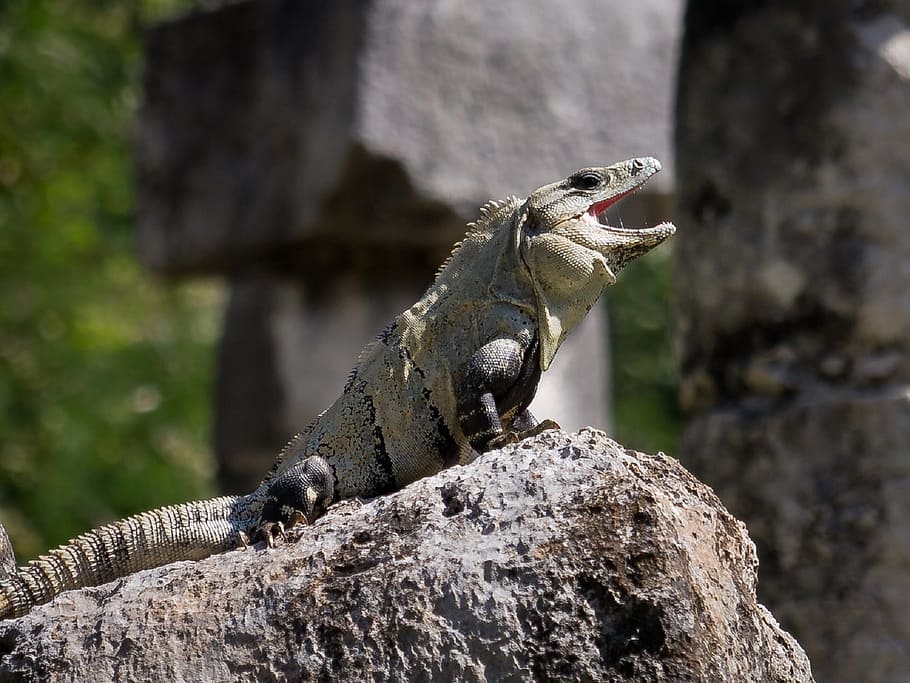 iguana, spiny, tailed, reptile, lizard, wild, wildlife, tropical HD wallpaper