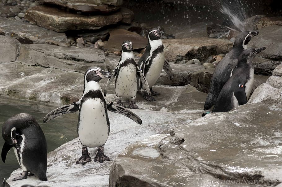 penguins, bird, zoo, animals in the wild, group of animals HD wallpaper