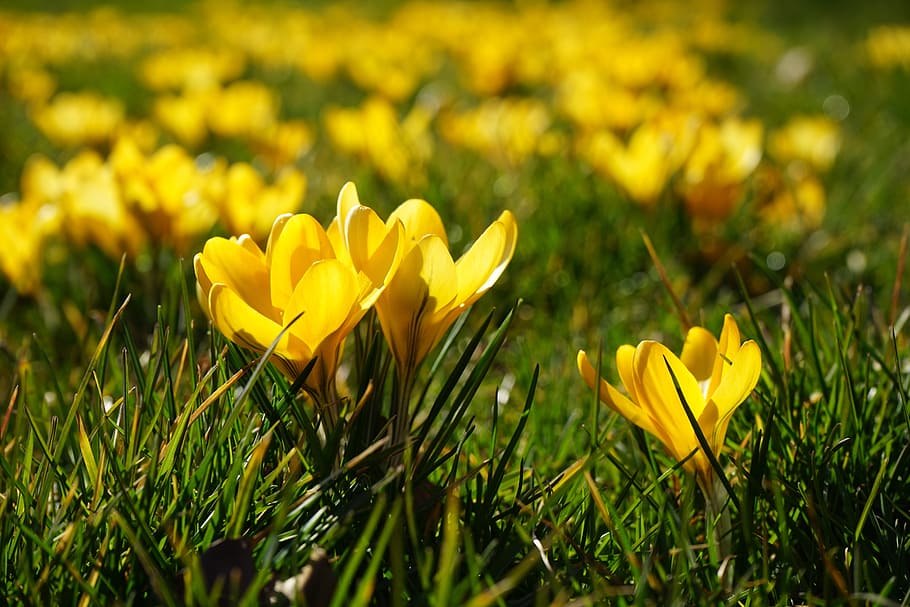crocus, flowers, plant, spring, frühlingsblüher, yellow, mm HD wallpaper