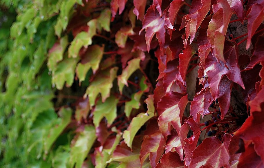ivy, shade, creeper, leaves, leaf, nature, plant, autumn, full frame HD wallpaper
