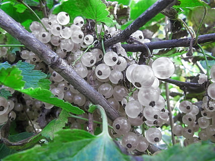 closeup photography of white currant fruits, berries, tintless HD wallpaper