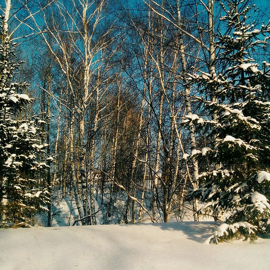 Trees, Snow, Winter, nature, forest, cold - Temperature, landscape HD wallpaper