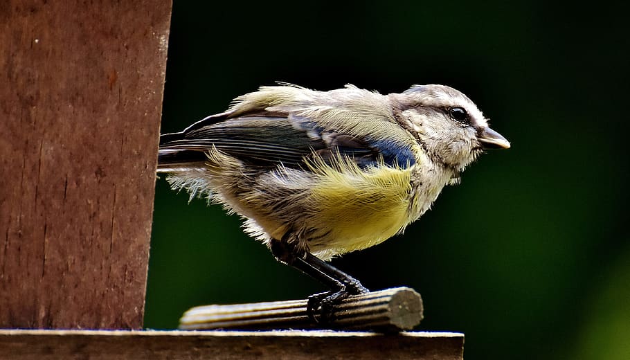 tit, food, peanuts, feed, bird, nature, garden, animal, small bird HD wallpaper