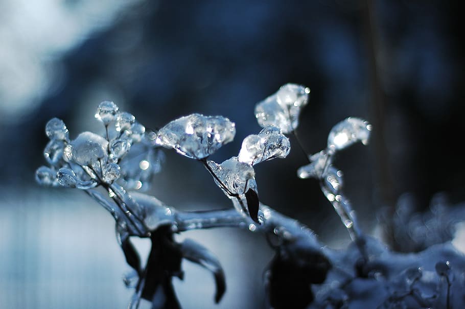frost on leaves macro photography, winter, frozen, winter magic HD wallpaper