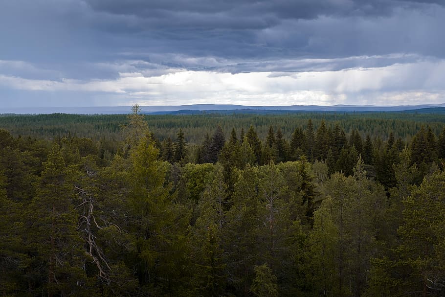Forest, Tree, North, Rainy, nature, tranquility, beauty in nature HD wallpaper
