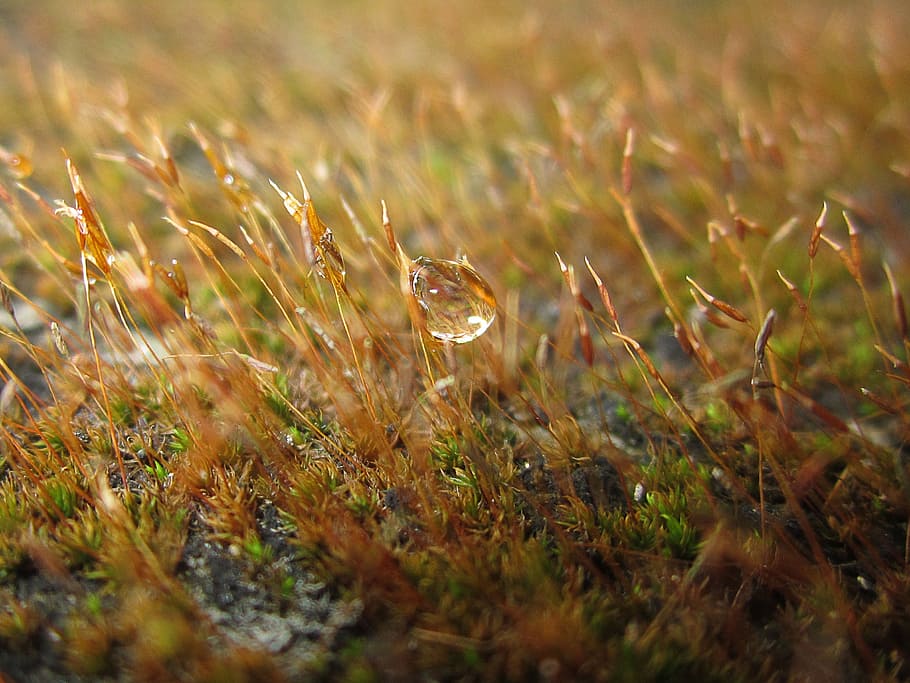 fungi, stem, growth, moss, dew, drop, natural, flora, nature HD wallpaper