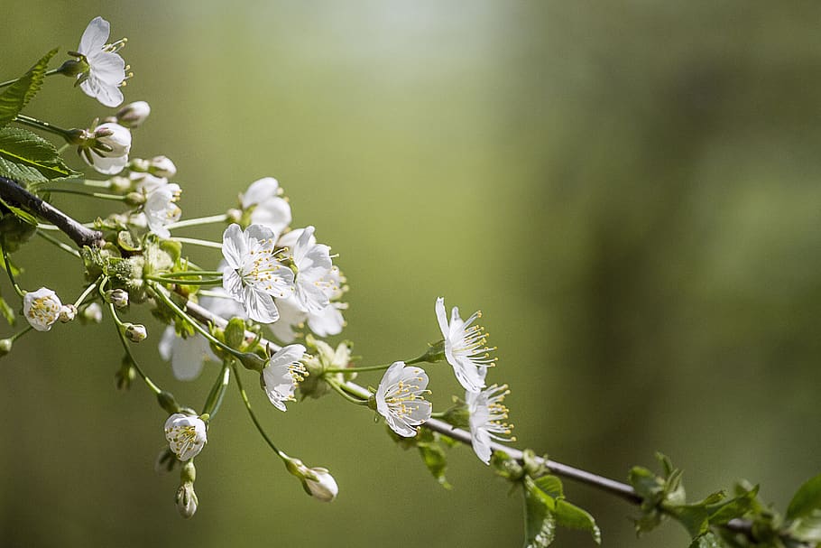 spring, tree, flower, nature, branch, romance, plant, flowering plant HD wallpaper