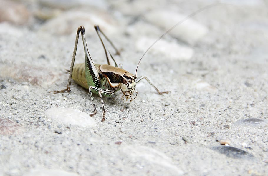 grille, grasshopper, insect, animal, nature, close-up, wildlife HD wallpaper