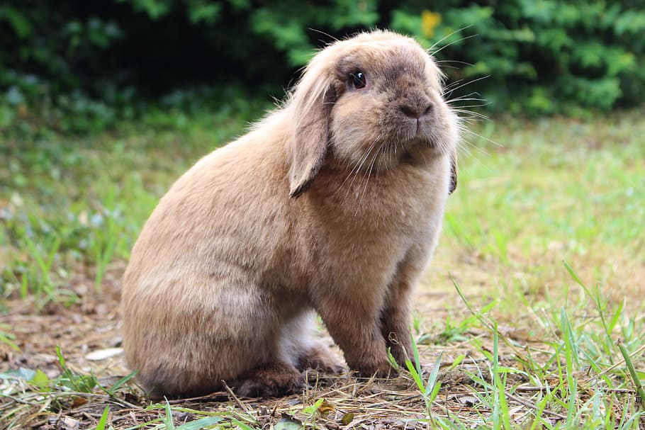 selective focus photo of brown rabbit, Animal, Pet, one animal HD wallpaper