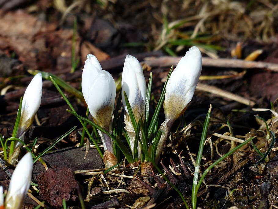 Crocus, White, Flower, Bloom, Blossom, forest floor, spring HD wallpaper