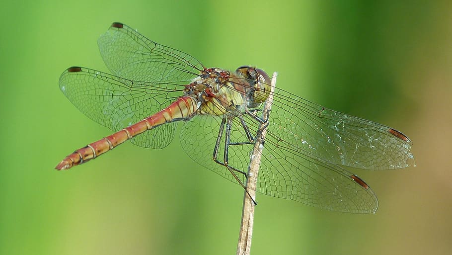 Dragonfly, Animal, Summer, insect, animal themes, animal wildlife HD wallpaper
