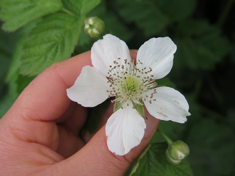 nature, flora, flower, leaf, outdoors, raspberry, white, human hand HD wallpaper