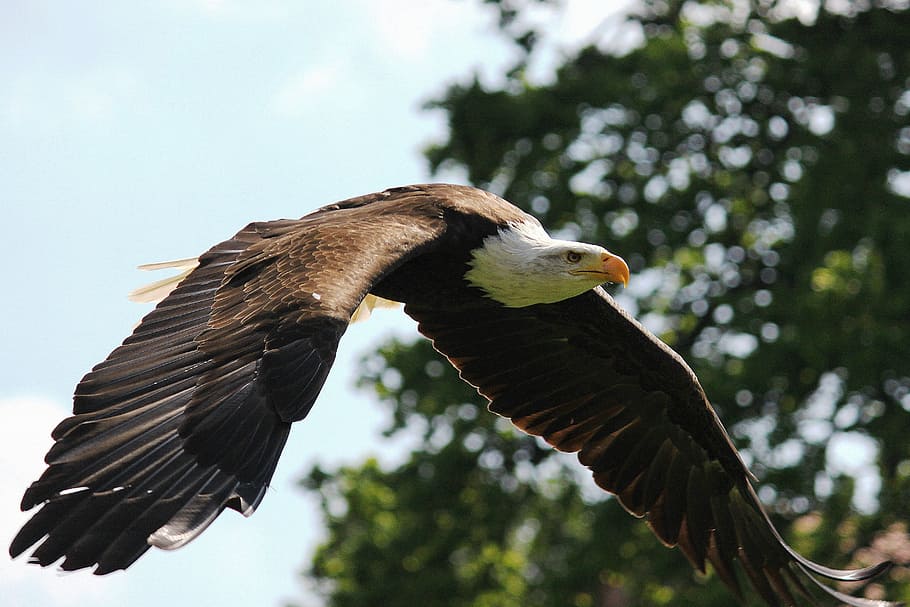 selective focus photography of black and white eagle hovering near tree HD wallpaper