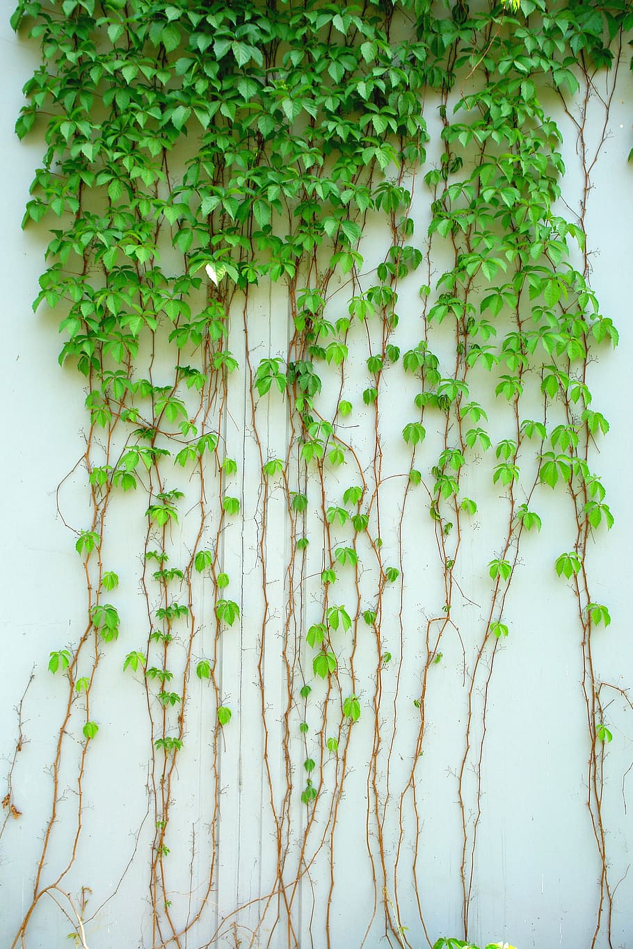 green leaf plant, ivy, vine, climbing, nature, backgrounds, green Color