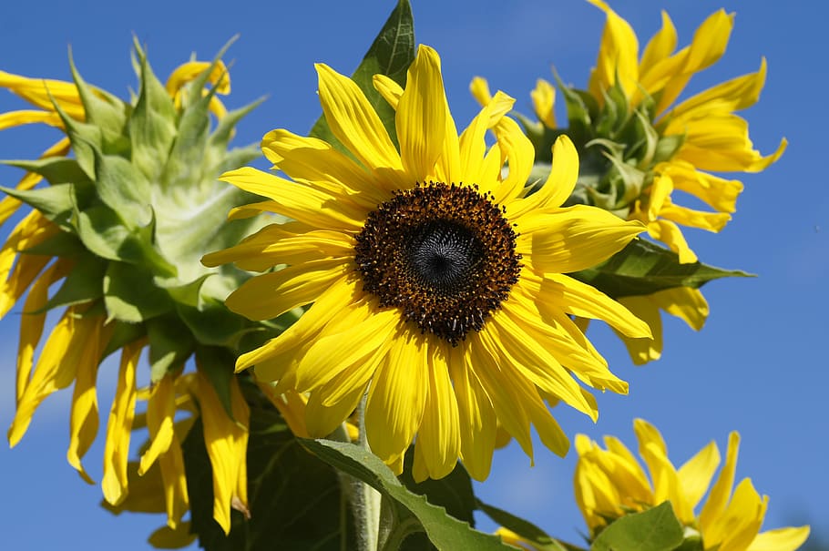 low angle photography of sunflower, sunflowers blooms at daytime, HD wallpaper
