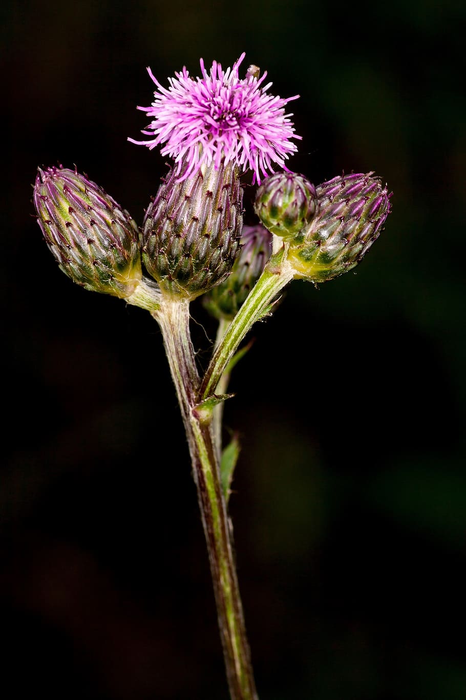 thistle, lial, blossom, bloom, flower, macro, nature, plant HD wallpaper