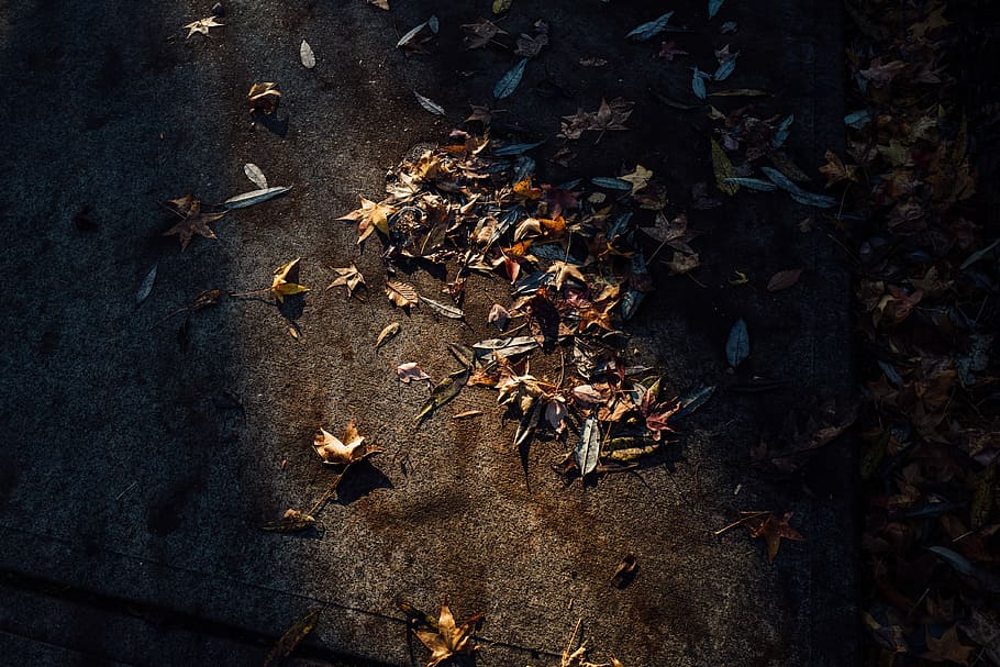 photography of assorted-color leaves on surface, pile of dried leaves on ground