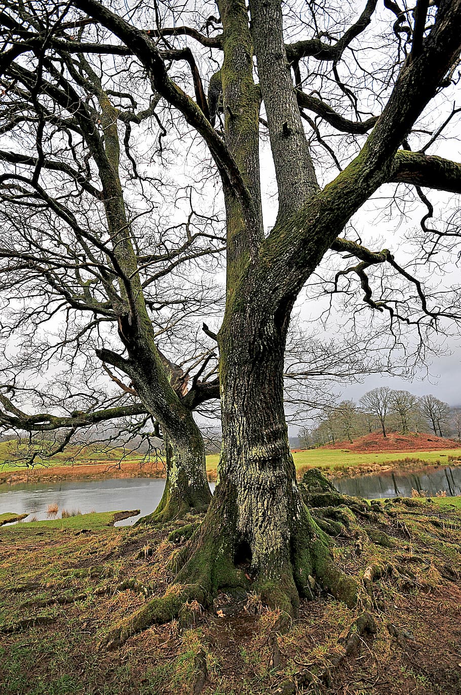 tree, cumbria, water, nature, landscape, country, branch, rural HD wallpaper