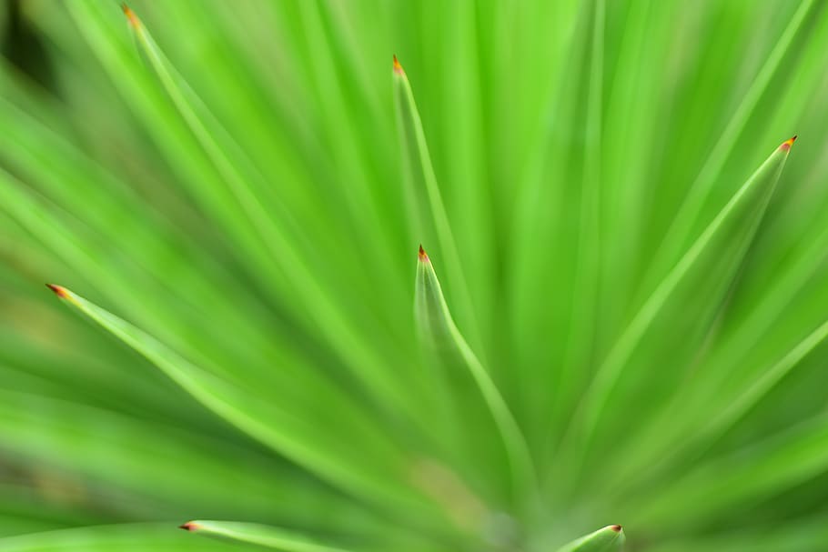 leaf, plant, close-up, macro, green, green color, plant part HD wallpaper