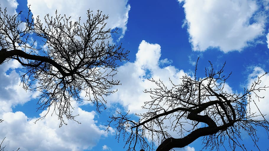 sky, clouds, blue, tree, nature, plant, branches, cloud - sky HD wallpaper