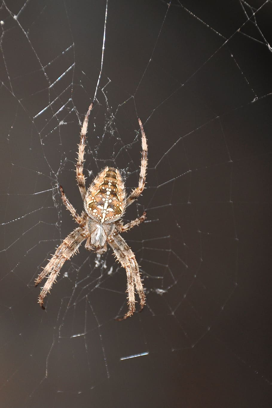 insect, canvas, spider, legs, arachnid, spider web, arthropod HD wallpaper