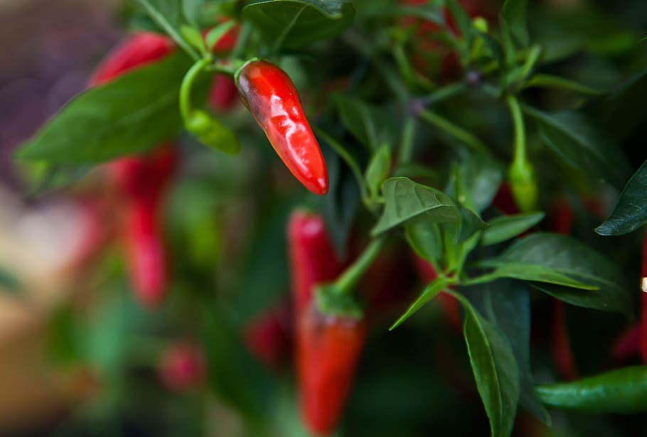 pepperoni, sharp, red, vegetables, food and drink, spice, chili pepper HD wallpaper