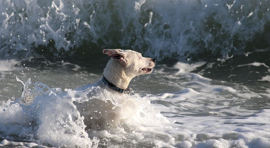 white terrier on shore, dog, water, sea, wave, beach, fun, water dog HD wallpaper
