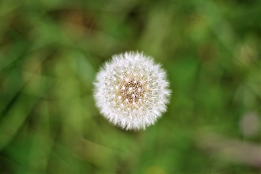 close up photo of dandelion flower, white dandelion, green, nature HD wallpaper