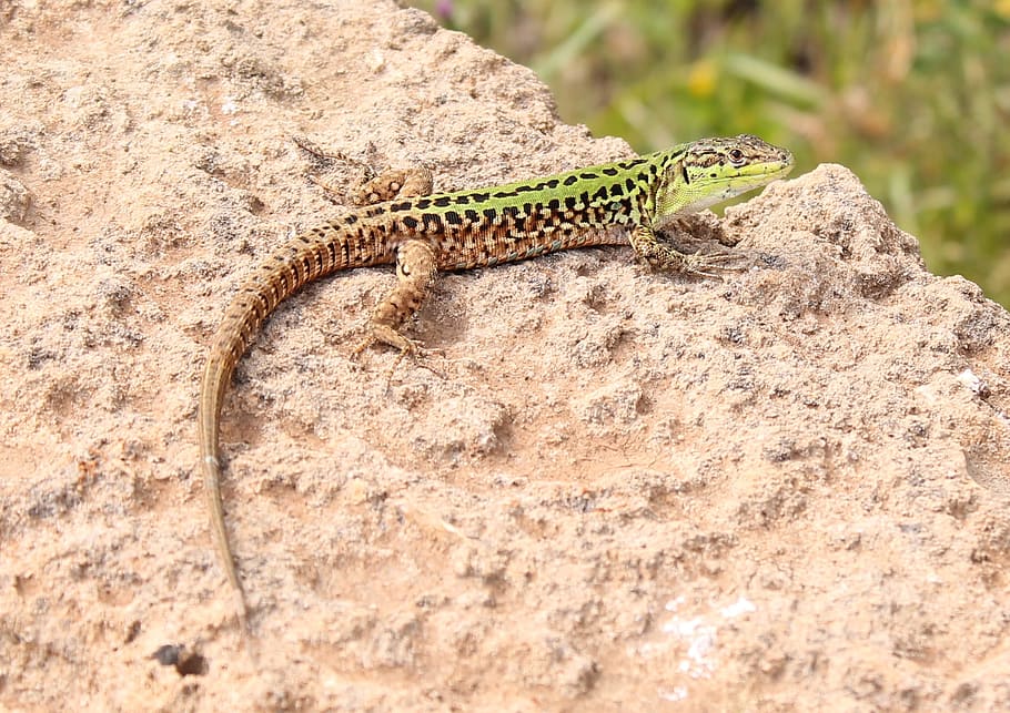 Lizard, Reptile, Animal, one animal, animal wildlife, animals in the wild HD wallpaper