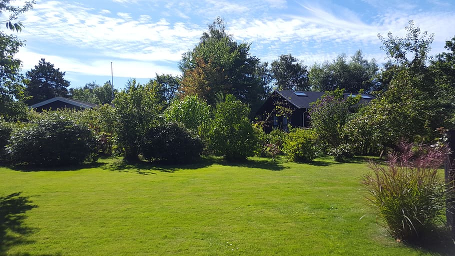 summer, grass, sol, natural, plant, tree, sky, cloud - sky HD wallpaper