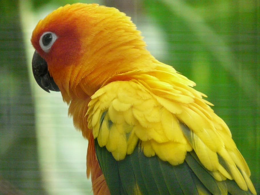 Sun Parakeet, Parrot, aratinga solstitialis, bird, animal, yellow HD wallpaper