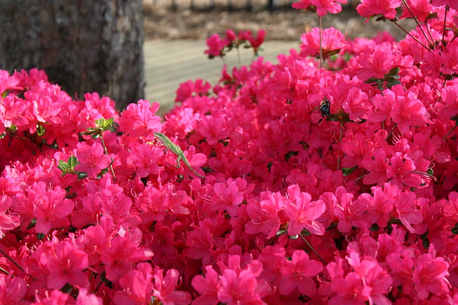pink, flowers, lizard, green, contrast, beauty, spring, nature HD wallpaper