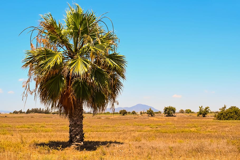 green leafed tree on grass field, Palm Tree, Landscape, Nature HD wallpaper