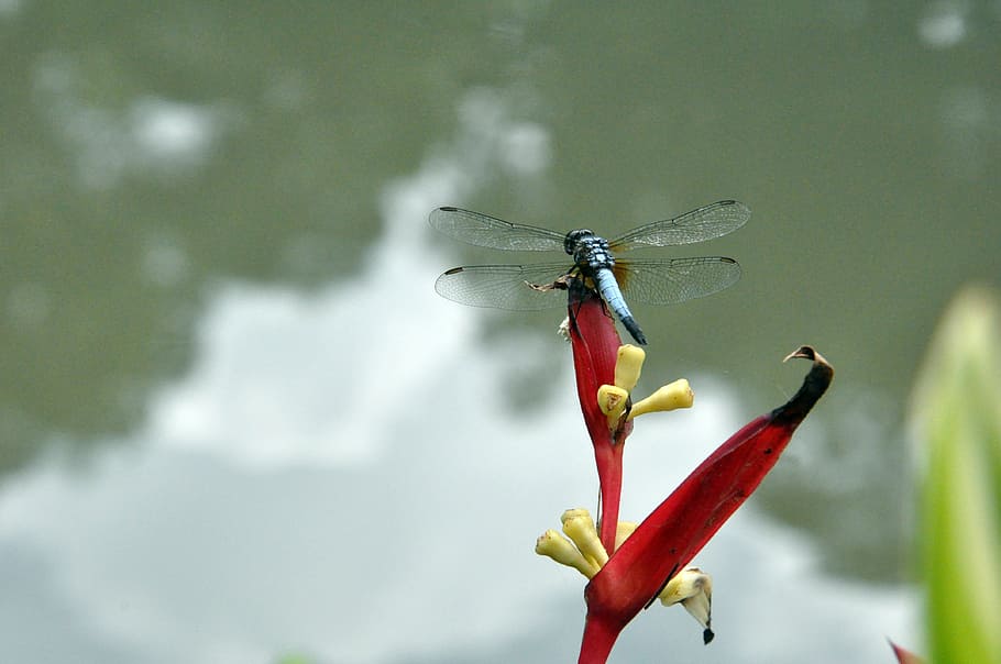 damselfly, dragonfly, park, insect, nature, wildlife, wing HD wallpaper
