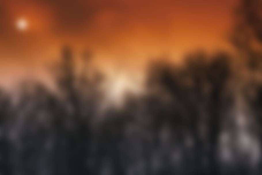 trees, forest, sunset, blur, soft, bokeh, nature, environment HD wallpaper