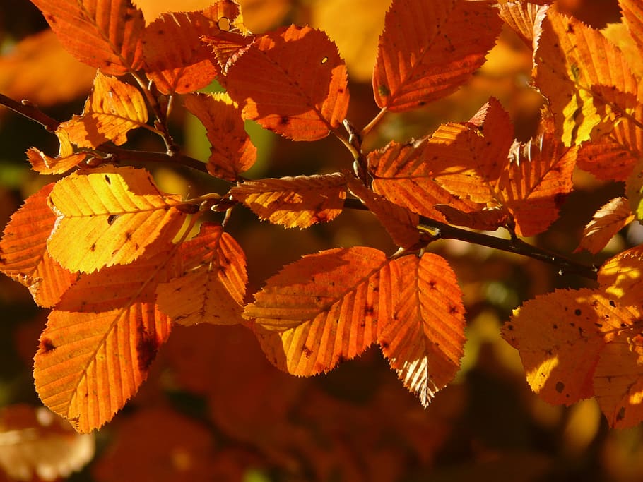 selective focus photography of maple leaves, closeup, brown HD wallpaper