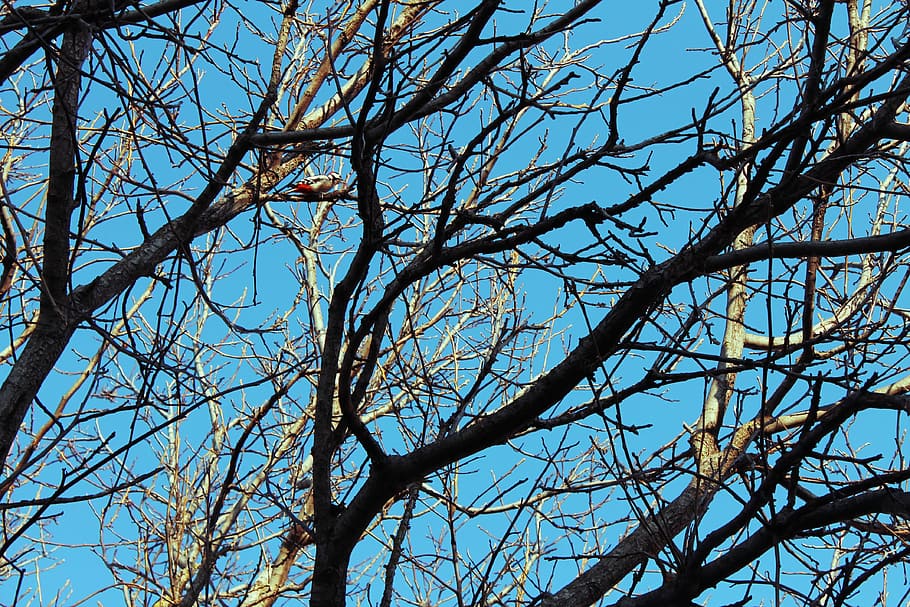 Woodpecker, Bird, Tree, Sky, bare tree, blue, branch, nature HD wallpaper
