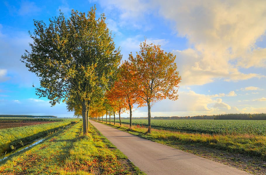 empty concrete road surrounded buy trees, foliage, autumn, fall HD wallpaper